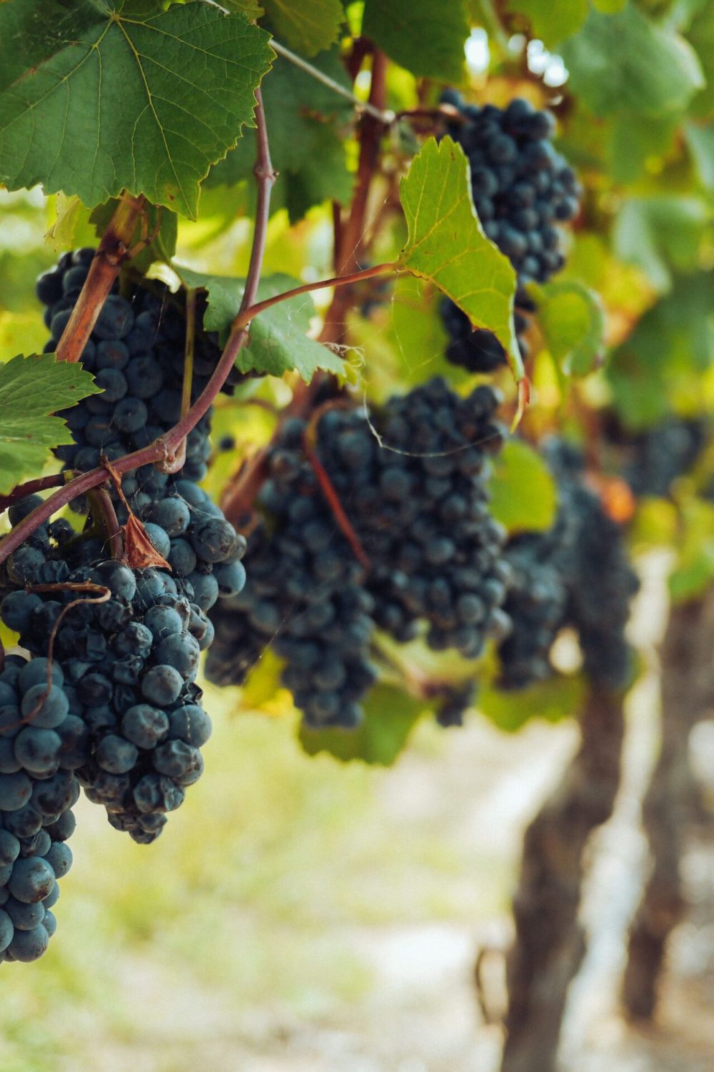 imagen de una vinicultora